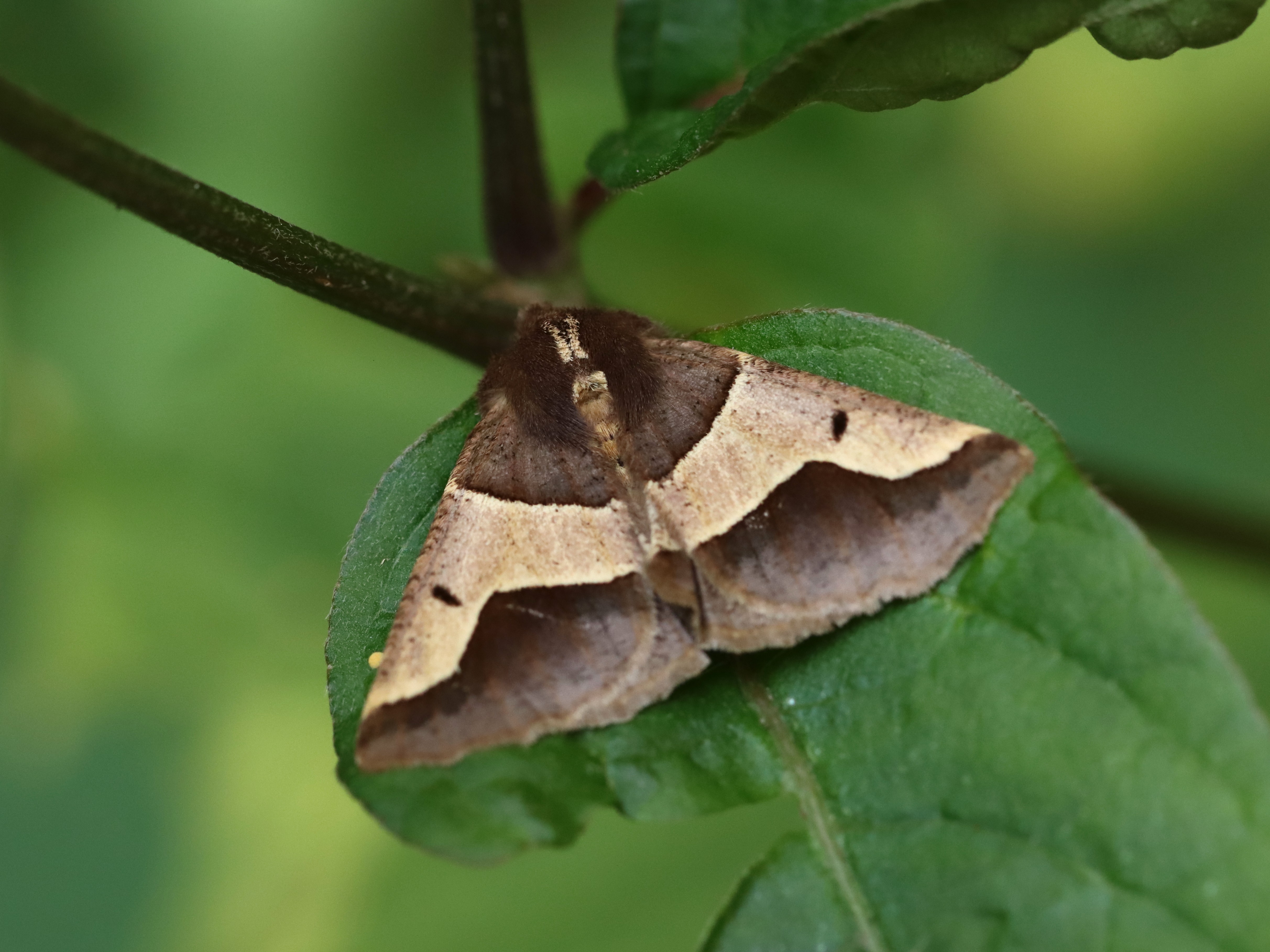 ニトベエダシャク